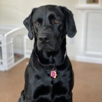 Hi, Iām Willow. Iām a 6 year old high energy Lab. I get along with other dogs but I really love people. So if you see me running towards you, donāt be afraid. I live on Saddleback Dr with Jonathan and Debbie. I canāt wait to meet you on my walks. Willow - a black lab